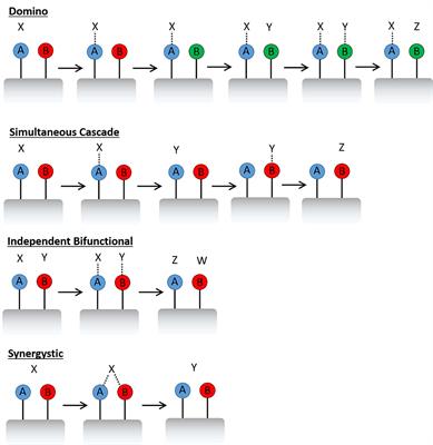 Designing Multi-Dopant Species in Microporous Architectures to Probe Reaction Pathways in Solid-Acid Catalysis